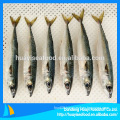 Supply a variety of size frozen mackerel fish